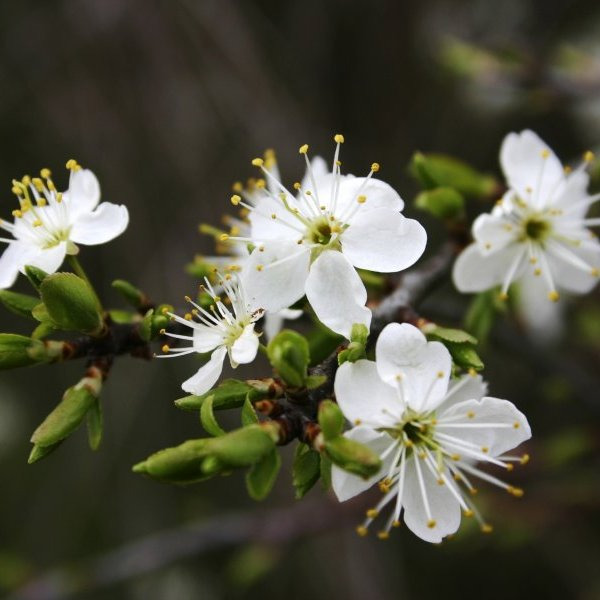 APE - Atelier création de pot de fleurs - Mercredi 19 mars de 15h45 à 16h15